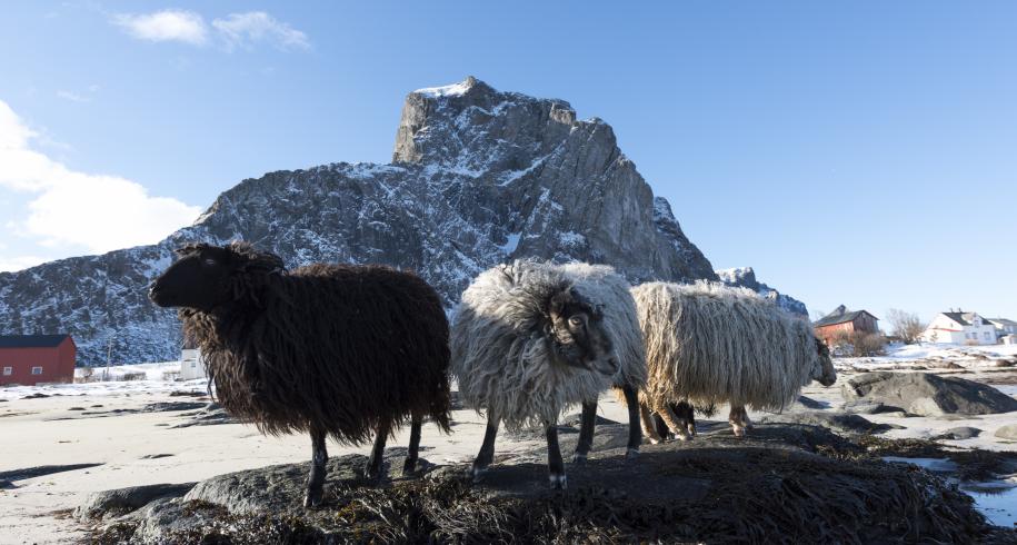 Sheep Lofoten, The Green Islands