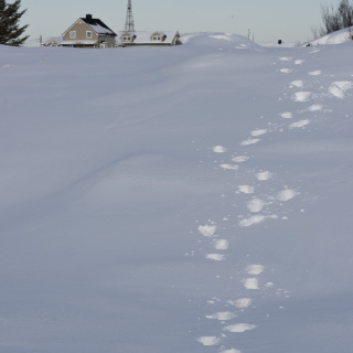 spor i snø