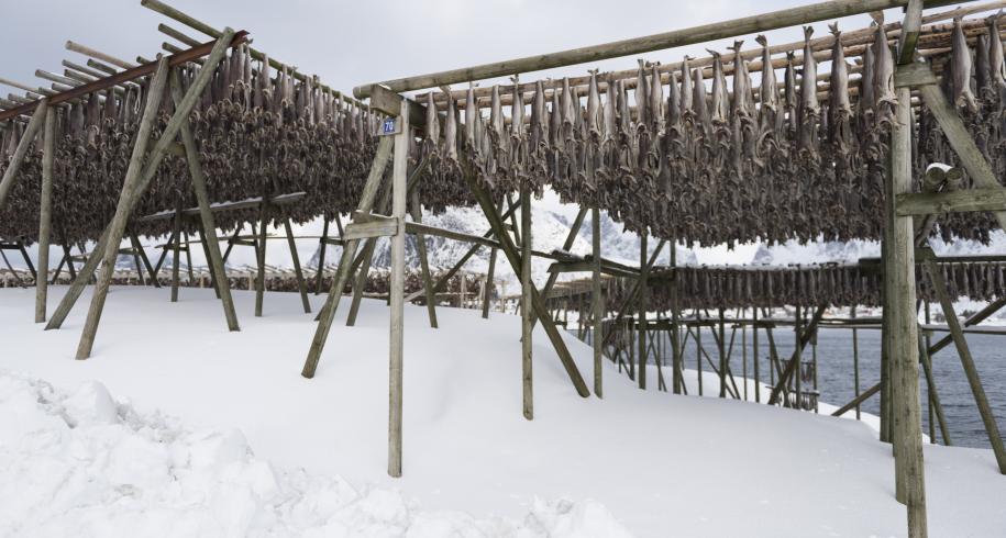 Stockfish Lofoten, Stoccafisso Lofoten